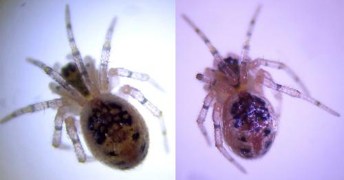 Sardinidion blackwalli